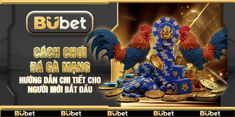 Cách chơi đá gà mạng – Hướng dẫn chi tiết cho người mới bắt đầu