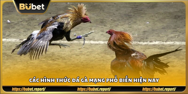Những kiểu đá gà online được chơi nhiều nhất
