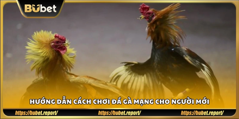 Cách chơi đá gà mạng dành cho người lần đầu tham gia