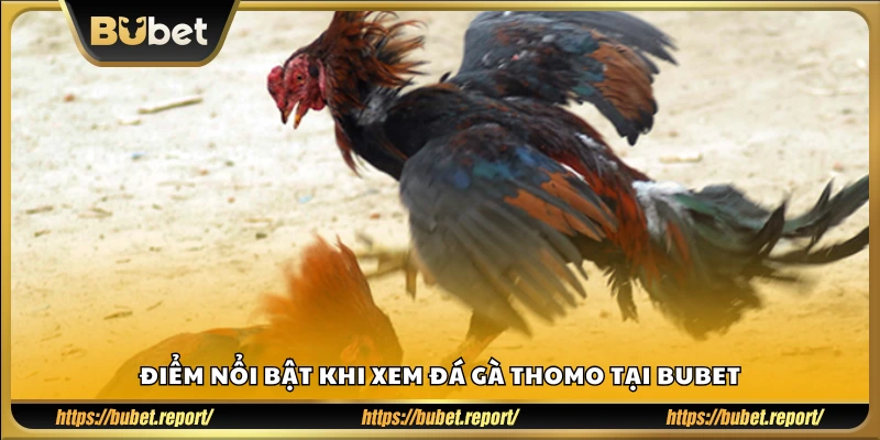Vì sao đá gà Thomo tại Bubet lại thu hút người chơi?