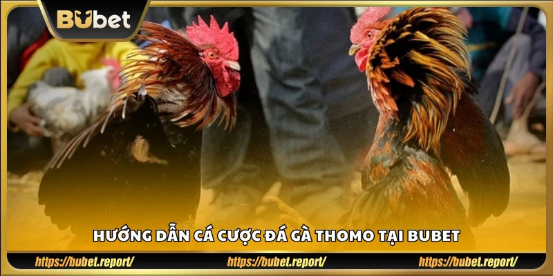 Cách đặt cược đá gà Thomo đơn giản trên Bubet