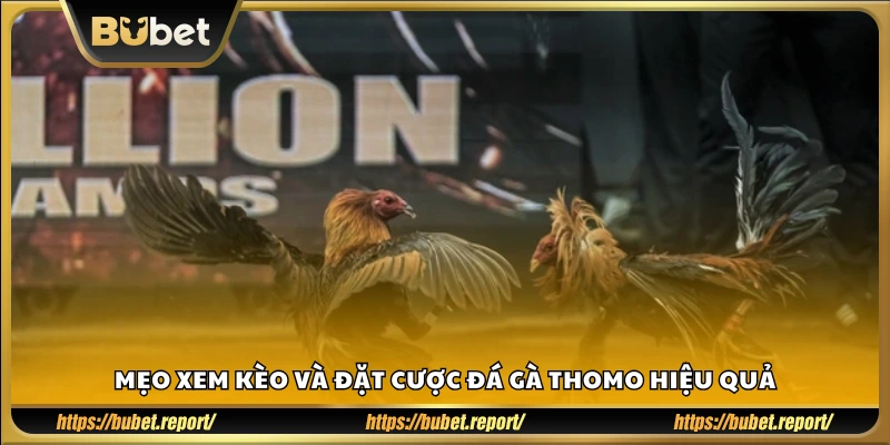 Bí kíp chọn kèo và xuống tiền khi cược đá gà Thomo