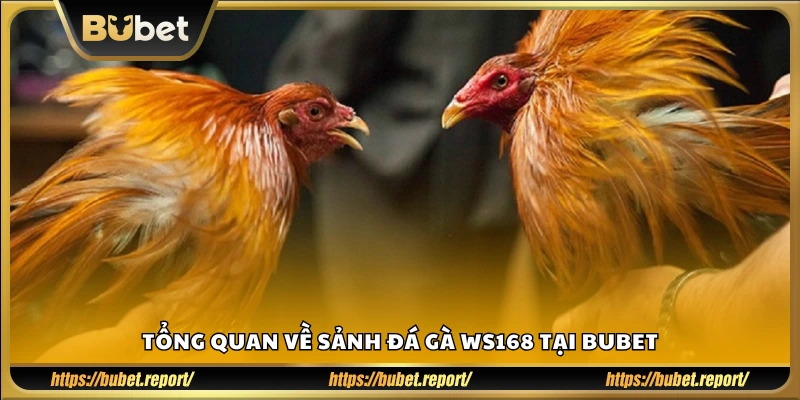 Tổng quan về sảnh đá gà WS168 tại Bubet