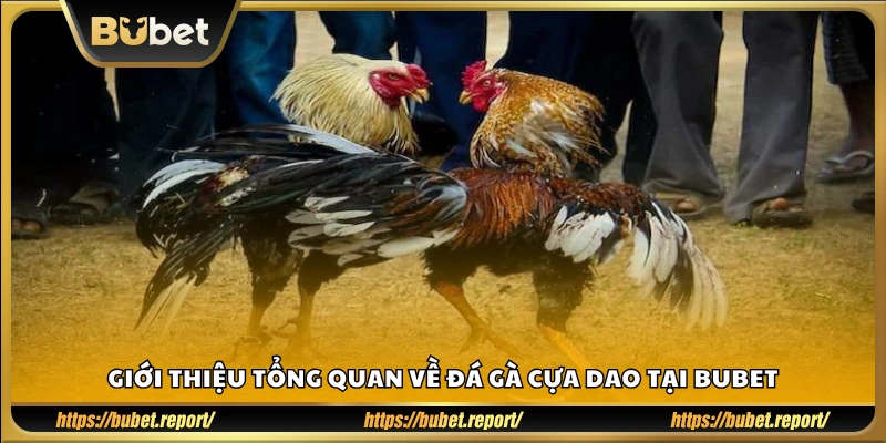 Khám phá toàn cảnh trò chơi đá gà cựa dao tại Bubet