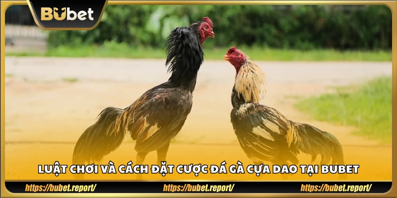 Hướng dẫn luật chơi và quy trình đặt cược đá gà cựa dao