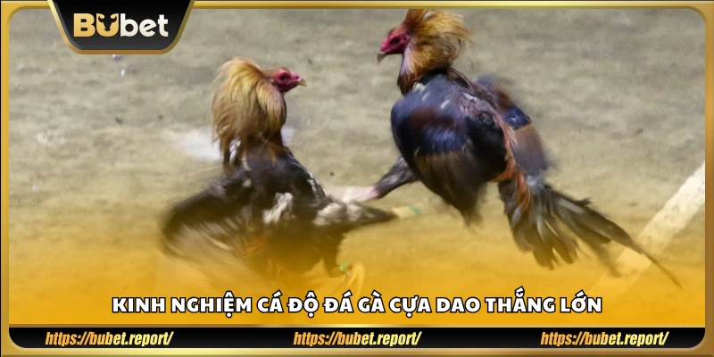 Bí quyết chơi đá gà cựa dao hiệu quả và dễ trúng thưởng