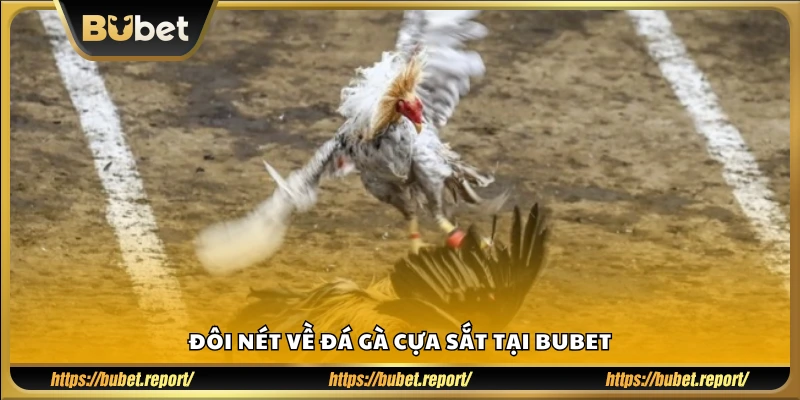 Giới thiệu sơ lược về đá gà cựa sắt trên Bubet