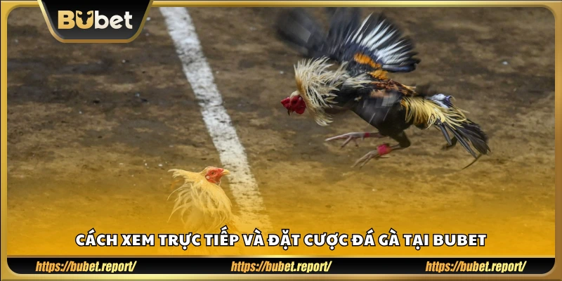 Xem trực tiếp và chơi cá cược đá gà trên Bubet như thế nào?