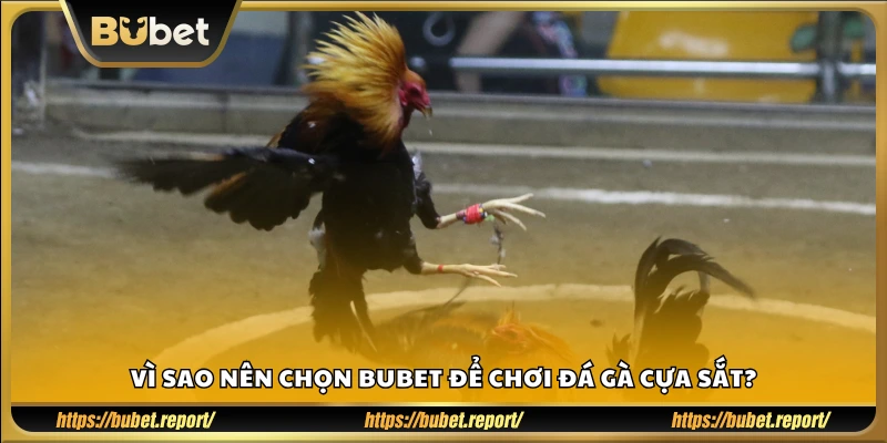Vì sao nên chọn Bu Bet để chơi đá gà cựa sắt?