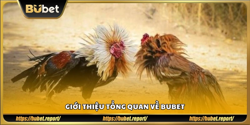 Bubet là gì? Tổng quan về nhà cái uy tín