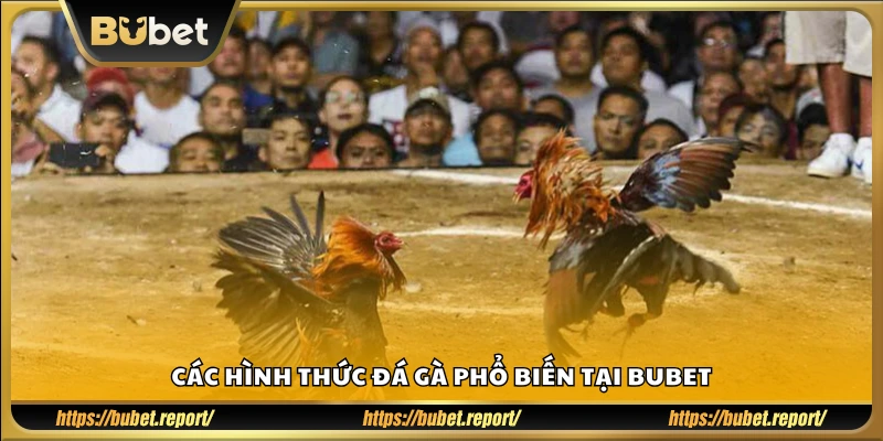 Tìm hiểu các thể loại đá gà đang có mặt tại Bubet